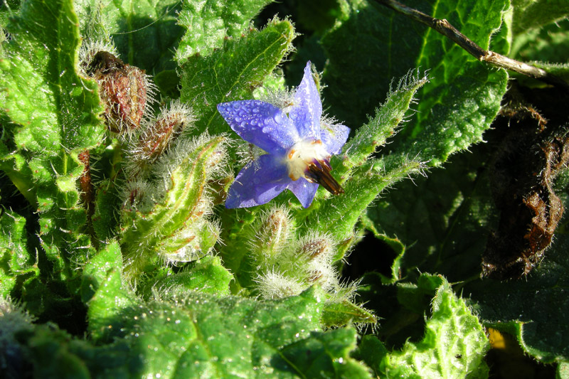 Borago officinalis / Borragine comune